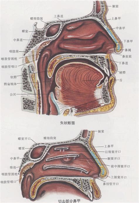 鼻子跟嘴巴中間|鼻子和嘴巴连接处叫什么